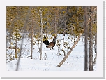 capercaillie metso_3131 * 1483 x 1058 * (1.22MB)
